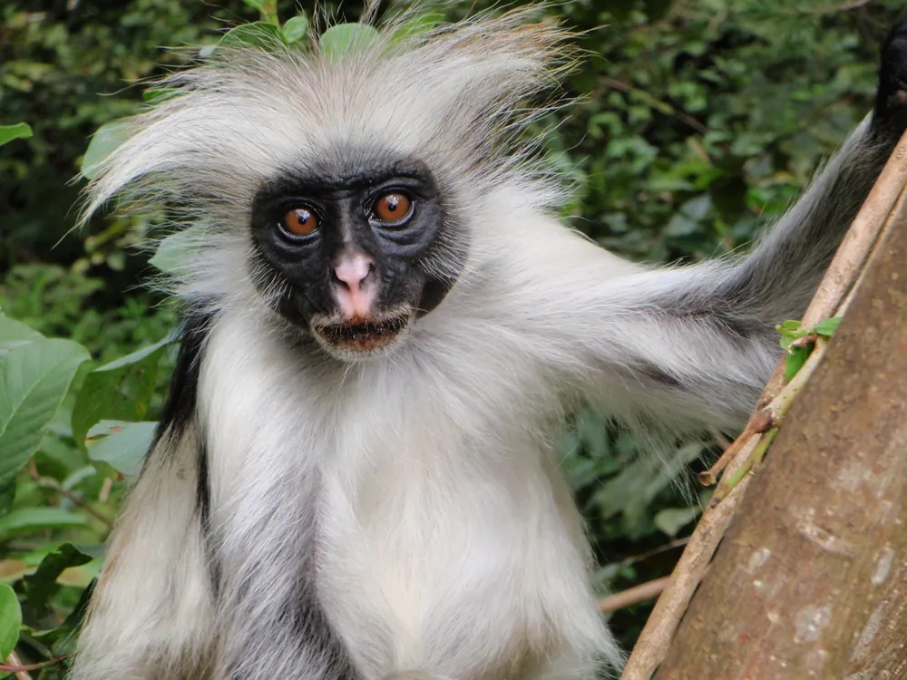 A Zanzibar red colobus monkey in Jozani Forest