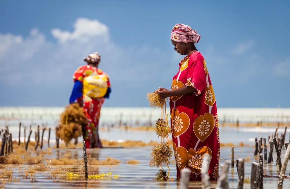 Women harvesting seaweed in the shallows at Jambiani, Zanzibar