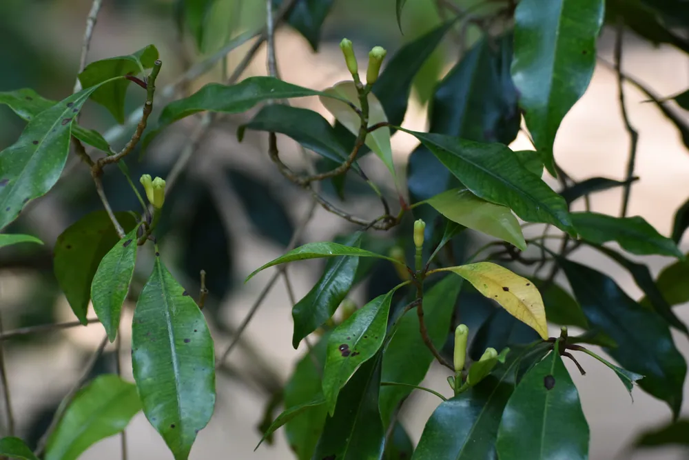 Clove buds growing on the branch at a Zanzibar spice farm